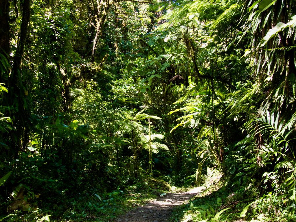 Natuur van Monteverde
